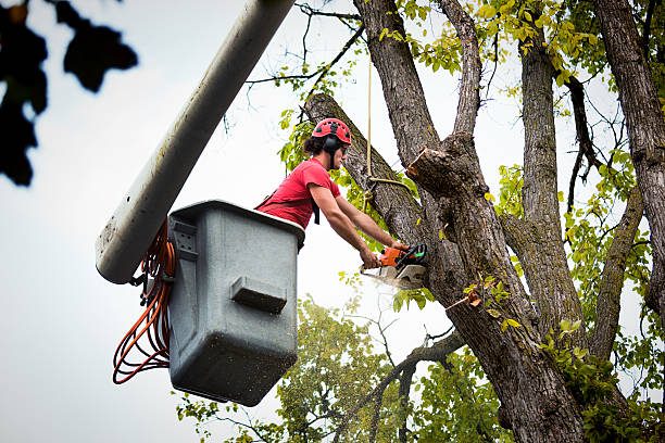 Professional Tree Removal and Landscaping Services in Carmel Valley Village, CA